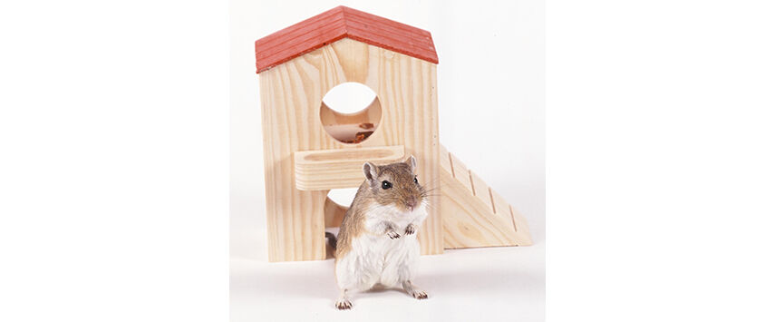 Small Animal Toys